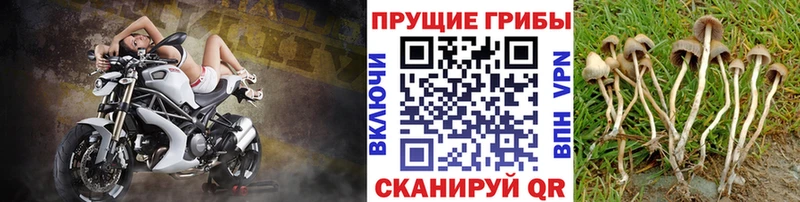 Галлюциногенные грибы GOLDEN TEACHER Красный Кут